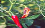 Các biện pháp phòng trừ một số sâu bệnh hại cây ớt