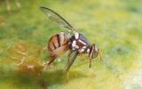 Các biện pháp phòng trừ ruồi đục trái xoài (Oriental fruit fly)