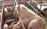 Các giải pháp kỹ thuật nâng cao năng suất sinh sản của lợn nái