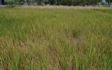 Các giải pháp trồng lúa trên đất mặn