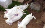 Các phòng trị bệnh trên thỏ nuôi (Cẩm nang chăn nuôi thỏ Phần 6)