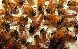 Cách điều trị bệnh thối ấu trùng ở ong mật
