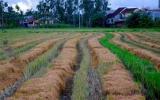 Cách sử dụng phân hữu cơ các loại để bón cho đất phèn trồng lúa và trồng màu?
