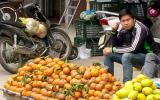 Cam Sành Hà Giang được mùa, rớt giá, người trồng cam 'đánh bạc với giời'!