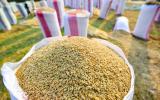 Campuchia bỏ lỡ mục tiêu xuất khẩu 1 triệu tấn gạo năm 2016