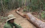 Cán bộ quản lý rừng dựng chuyện bị cướp gỗ