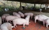 Cần kiểm soát chặt việc tăng đàn lợn