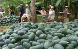 Cảnh báo mới từ Trung Quốc: Tự trồng dưa hấu quy mô lớn