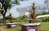 Cặp khế kiểng được rao bán giá 12 tỷ tại chợ hoa Sài Gòn