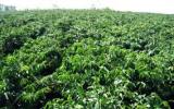 Chăm sóc cây cà phê vào mùa mưa và kỹ thuật trồng tái canh
