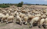 Chảo lửa Ninh Thuận: Người mót nước, cừu đổi lông vì nắng nóng