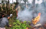 Cháy lớn thiêu rụi hơn 1 hecta rừng keo