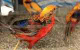 Chiêm ngưỡng đàn chim trĩ 7 màu quý hiếm của đại gia Thái Nguyên