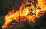 Chữa cháy rừng, 1 người thiệt mạng