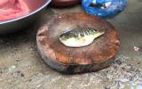 Chuyện lạ về cả làng ăn cá nóc ở Đà Nẵng