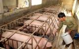 Cục Chăn nuôi: Không nên kỳ vọng giá thịt lợn sẽ cao hơn nữa