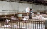 Cục Chăn nuôi: Nguy cơ thiếu thịt lợn, thịt gà vào cuối năm?
