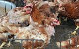 Cúm gia cầm H5N1 bùng phát ở Nam Định, 70 người bị giám sát chặt chẽ