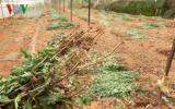 Đà Lạt: Nhiều vườn hoa cúc bị nhổ bỏ vì dịch bệnh
