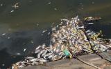 Đà Nẵng chấm dứt nuôi cá lồng bè trên sông
