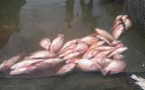 Đà Nẵng: Hơn 20 tấn cá nuôi chết hoàng loạt chưa rõ nguyên nhân