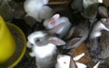 Đặc điểm sinh lý và khả năng sản xuất của Thỏ (Cẩm nang chăn nuôi thỏ Phần 1)
