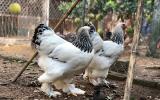 Đại gia Đài Loan sang Việt Nam: Bỏ 70 triệu đồng mua 6 con gà khổng lồ ăn Tết