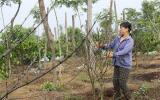 Đắk Nông: Bón phân... quá chất lượng, nông dân nhận trái đắng