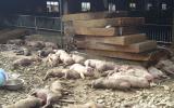 Đắk Nông: Heo chết la liệt sau vụ hỏa hoạn tại trang trại 1200 con