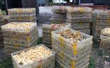 Đang ngăn dịch, phát hiện 12.000 con gà giống Trung Quốc 'tràn' biên