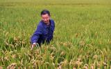 Đi Audi, ở biệt thự vẫn trồng lúa ở ngôi làng giàu nhất Trung Quốc