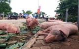 Dịch tả lợn châu Phi: Sơn La tức tốc lập 2 chốt kiểm dịch lưu động