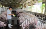 Doanh nghiệp mua 40.000 con lợn với giá cao hỗ trợ người chăn nuôi