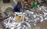 Doanh nghiệp xuất khẩu lo lắng khi giá cá tra tăng nhanh
