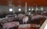 Đồng Nai: Giá lợn quay đầu giảm do nguồn cung dư thừa