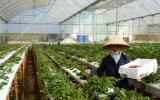Dự án cho vay phát triển nhà kính nông nghiệp tại Lâm Đồng