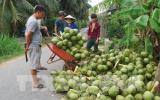 Dừa tươi tăng giá mạnh