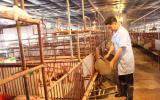 Đừng nên lao vào xuất khẩu lợn thịt sống