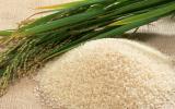 EU sắp có quy định mới về gạo nhập khẩu