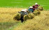 Gạo Việt thua gạo Thái, Campuchia: Do quản lý hành chính nặng nề