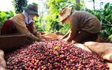 Giá cà phê hôm nay 16.10: Tồn kho chỉ còn 10.000 tấn, dự báo giá cà phê sẽ tăng khủng trong quý 4