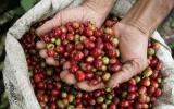 Giá cà phê Tây Nguyên: Hôm nay 