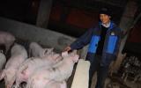Giá heo (lợn) hôm nay 1/1/2018: Tết Dương lịch Trung Quốc dừng 