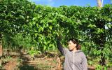 Gia Lai: Dân 'khốn đốn' vì trồng chanh không quả, công ty bao giống 'lặn mất tăm'