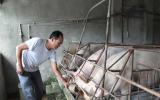 Giá lợn (heo) hôm nay 14.10: Việt Nam 900.000 hộ bỏ chuồng, Trung Quốc đóng cửa hàng ngàn trại lợn
