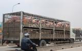 Giá lợn (heo) hôm nay 26.10: Giá giảm sâu, người nuôi lỗ gần 1 triệu/con; thương lái, lò mổ cạnh tranh căng thẳng