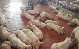 Giá lợn (heo) hôm nay 27.10: Giá lợn cả nước giảm 1.000-5.000 đ/kg; muốn xuất khẩu thịt lợn cần 