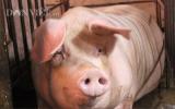 Giá lợn (heo) hôm nay 4.12: Cục Chăn nuôi công bố đàn lợn giảm còn 27,3 triệu con, vì sao giá vẫn không tăng?