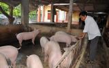 Giá lợn (heo) hôm nay 6.11: Lợn rừng giảm giá 20.000 đ/kg, các trang trại tiêu thụ lợn 'xuôi' hơn