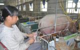 Giá lợn (heo) hôm nay 7.10: Có tin đồn xuất lợn đi Trung Quốc nhưng vẫn giảm còn 27.000 đ/kg, TPHCM cấm cửa heo không đeo vòng